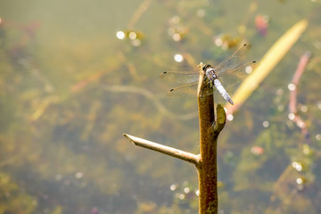 Dragonfly on a Branch