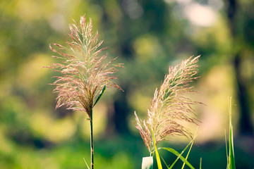 Phragmites Australis Flower © Maxal Tamor