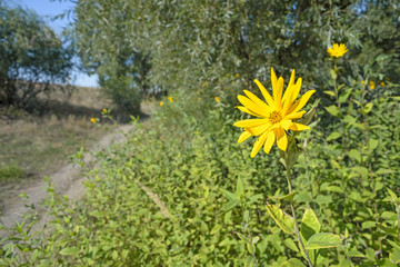Jerusalem Artichoke Flower