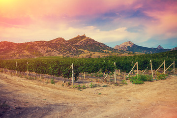 Fototapeta premium Vineyard at sunset