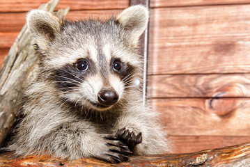 Portrait of a cute raccoon 