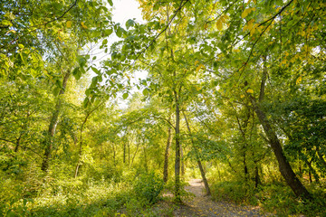 Fototapeta na wymiar Path in the Autumn Forest