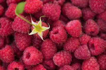 raspberries