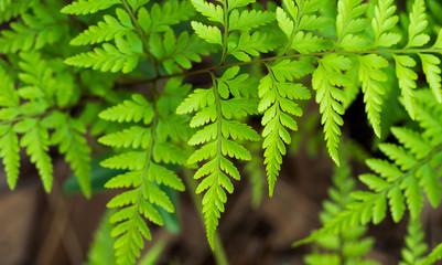 Fern leaf in forest