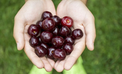 Cherries in children's hands