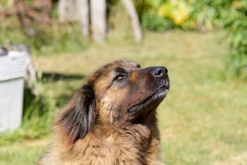 Leonberger dog portrait in garden