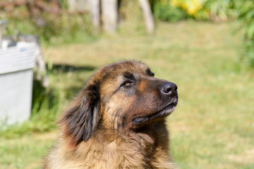 Leonberger dog portrait in garden