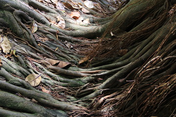 Bagnan, arbre tropical