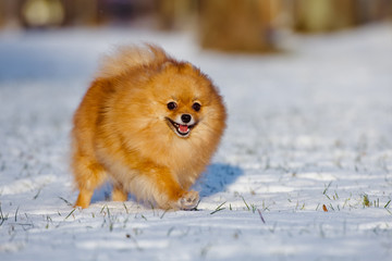 adorable pomeranian spitz dog in winter