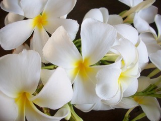 Naklejka na ściany i meble White frangipani flowers