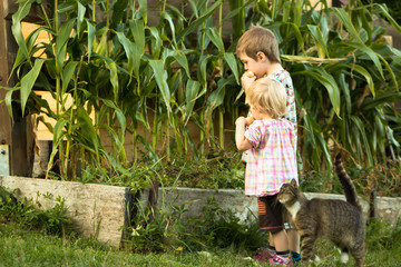 boy and girl eating sweat corn near wooden organic bed in country farm © lukasx