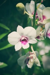 Vintage orchid flowers