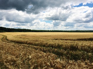 wheat field harvest grain