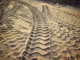 Wheel tracks on the soil.