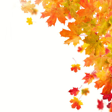 Isolated autumn leaves on white background