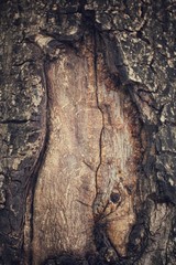 Old wood background