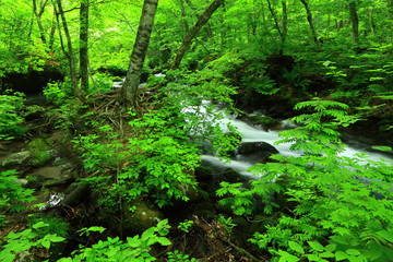 青森県　夏の奥入瀬渓流