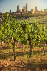 Fototapeta na wymiar Old vineyards of the medieval Tuscan town of San Gimignano, Ital