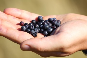 Blackberries in the hand