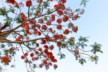 Peacock flowers on poinciana tree 