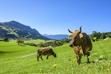 Kühe auf einer Weide im Allgäu