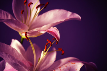 lilie © annabell2012