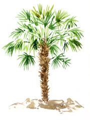 Naklejka premium watercolor palm tree