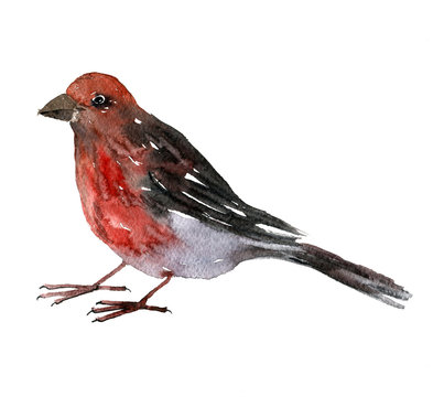 recommend clip art: watercolor drawing bird