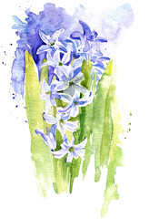 watercolor hyacinth