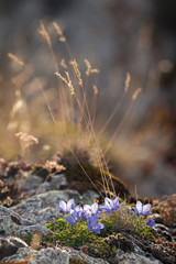 fiori viola di campo cresciuti sulla roccia