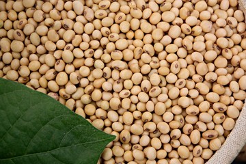 Soybean