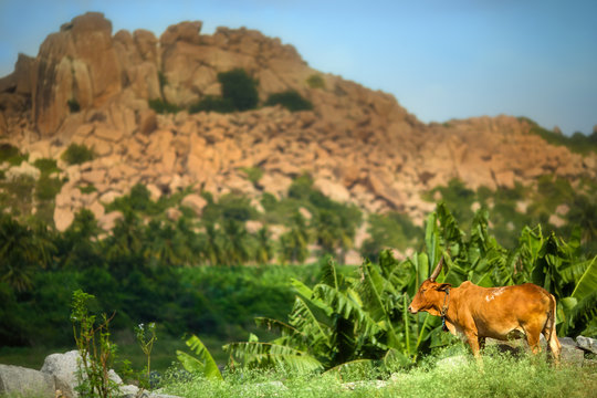 Stone Land. A cow standing near the palm trees with huge rustic sones on the second plan.