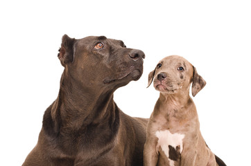 Portrait of a dog and a puppy pit bull