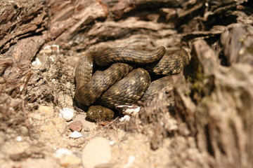 Well camouflaged snake is waiting for a better chance to retire. 