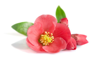 beautiful pink flower on white background