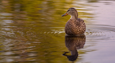 Duck in the lake