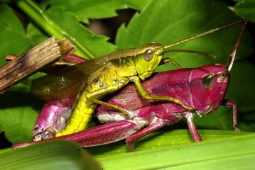 locusts