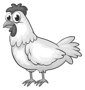 Hen in black and white