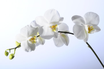White flower orchid