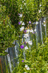 Obraz premium Dianthus. Common names include carnation (caryophyllus), pink ( plumarius and related species) and sweet william (barbatus). Household plot. Dacha
