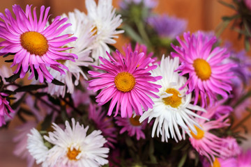 asters