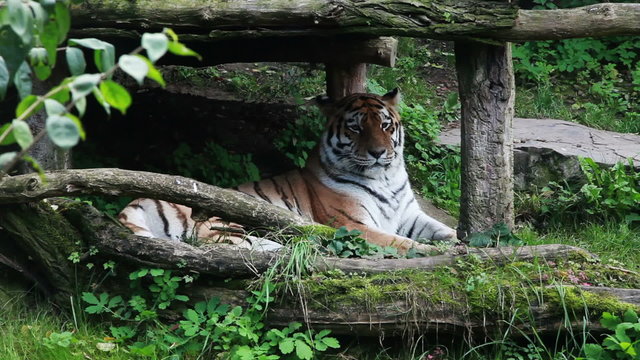 a big Amur tiger having rest at the zoo