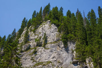 Fototapeta na wymiar Mountain peak covered by fir forest
