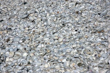 shells, texture