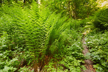 Fototapeta na wymiar Ferns on the mountain forest
