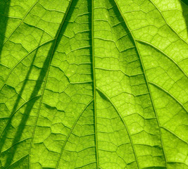 Fototapeta na wymiar leaf structure