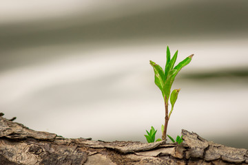  The leaves