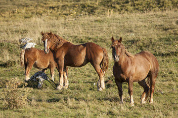 Gruppo di cavalli marroni in una prateria