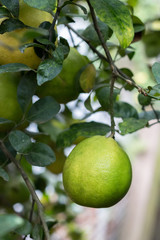 Lime green tree hanging from the branches of it.
