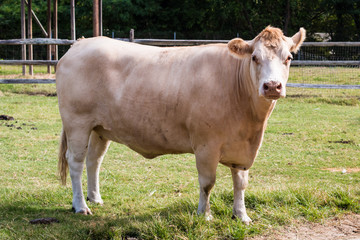 Hereford Cow Side View